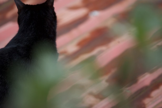 004_20170305_Cat_00008_094202