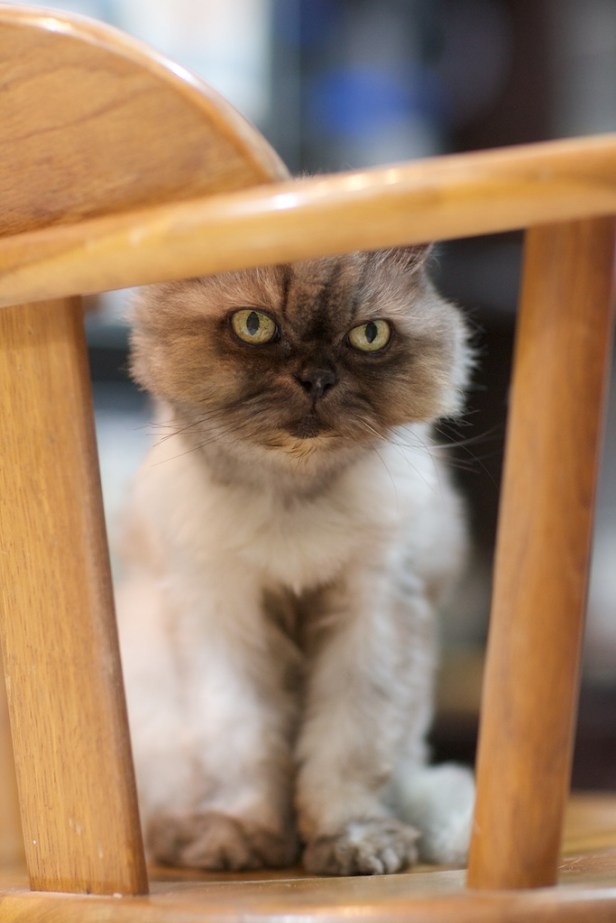 008_20160609_Cat_00071_195428