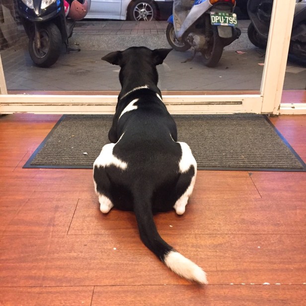 福記蔬菜羊肉店狗張國周