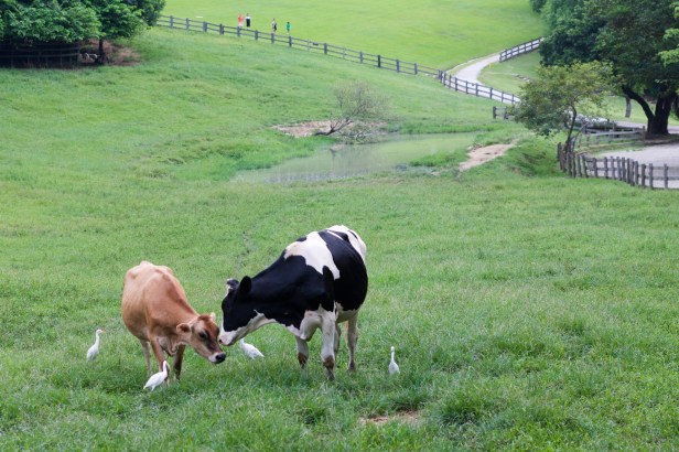 飛牛牧場_001