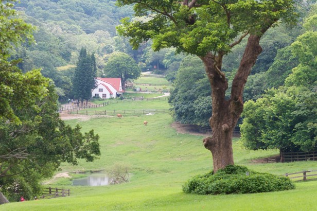 飛牛牧場_002