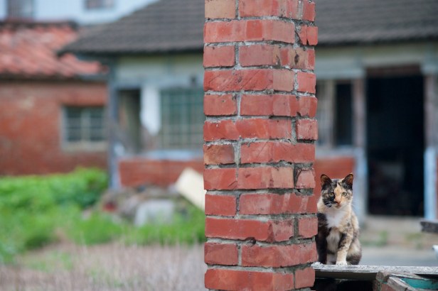 嘉南大圳朴子蒜頭20180320_002