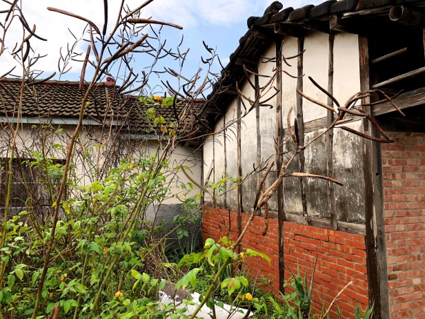 嘉南大圳朴子蒜頭20180320_006