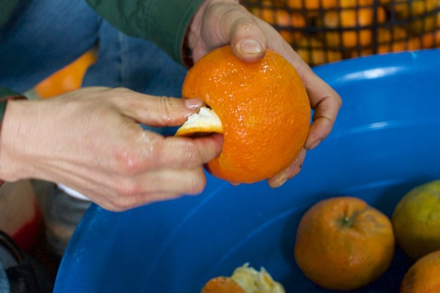 虎頭柑酸柑茶003