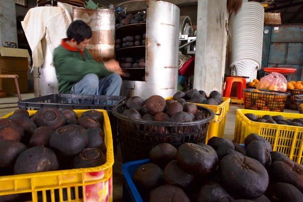 虎頭柑酸柑茶006