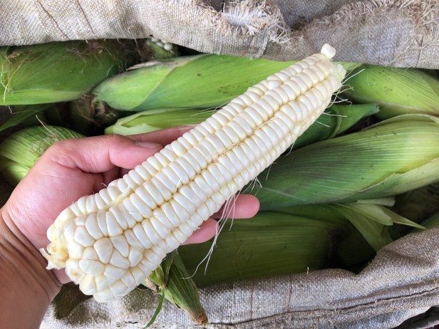 嘉義溪口烤玉米002