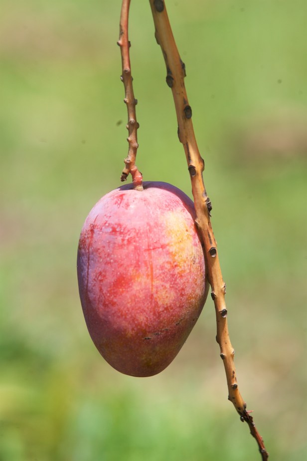 愛文芒果季節到了001