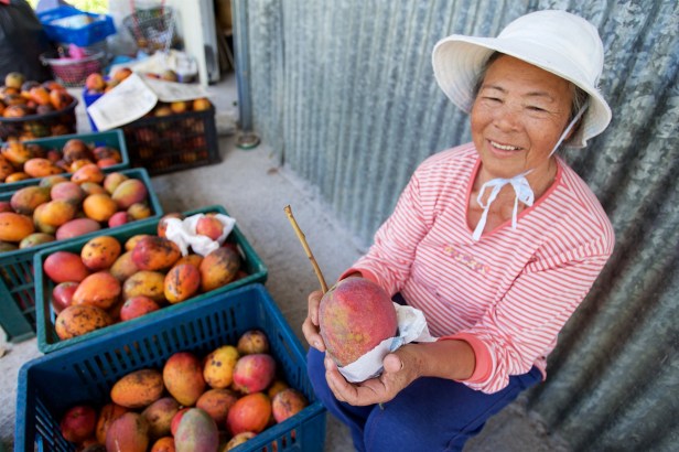 愛文芒果季節到了002