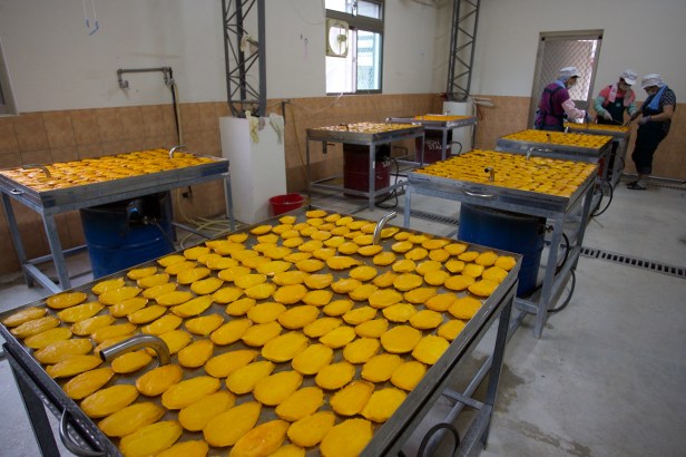 愛文芒果季節到了005