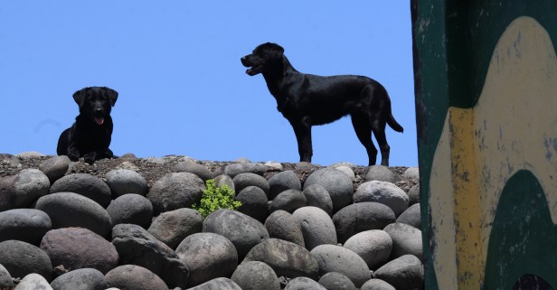 龜山島螃蟹藏酒013
