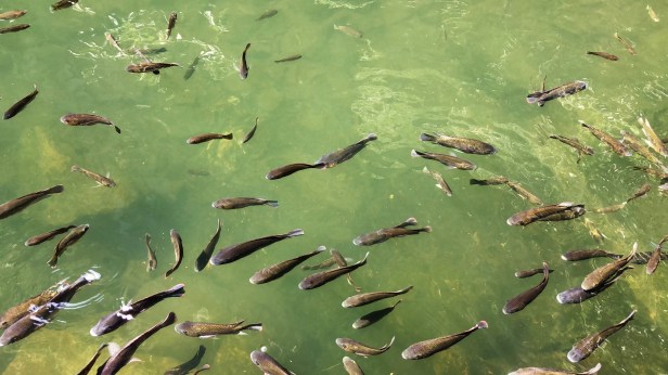 龜山島螃蟹藏酒016