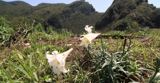 龜山島螃蟹藏酒019