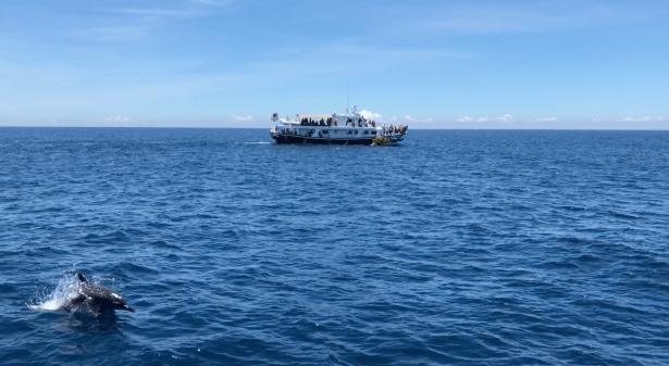 龜山島螃蟹藏酒021