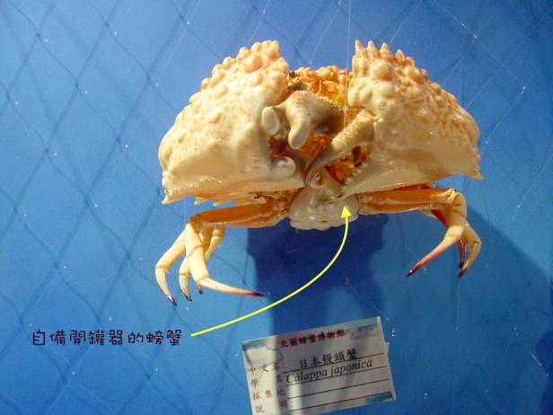 龜山島螃蟹藏酒028