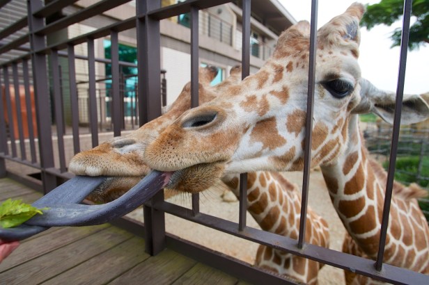 孫立人與林旺跟動物園002