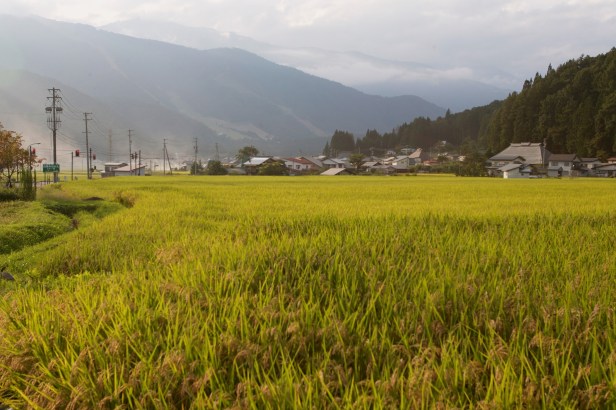 日本人這樣賣米002