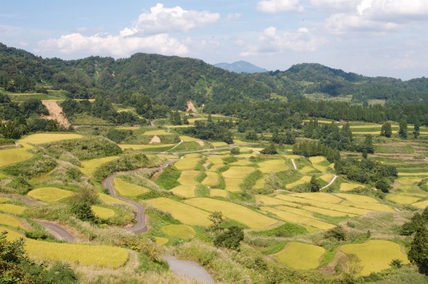 日本人這樣賣米003