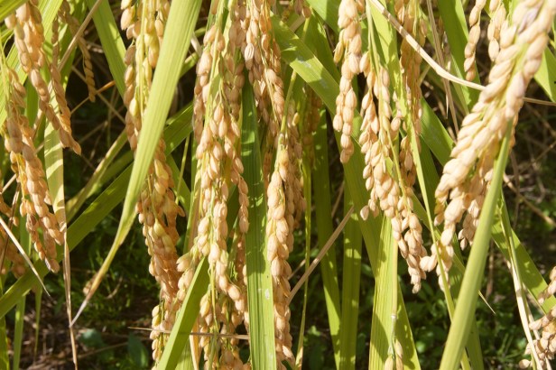 日本人這樣賣米005