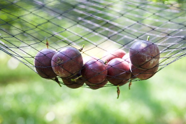 大坪頂熱情果大本鋪百香果001