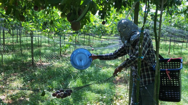 大坪頂熱情果大本鋪百香果003