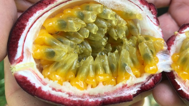 大坪頂熱情果大本鋪百香果012