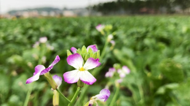 高雄20181216美濃蘿蔔_001