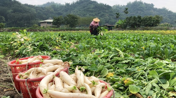 高雄20181216美濃蘿蔔_002