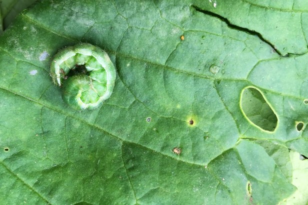 高雄20181216美濃蘿蔔_003