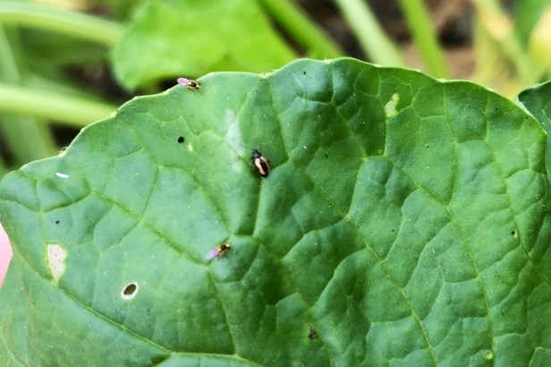 高雄20181216美濃蘿蔔_004