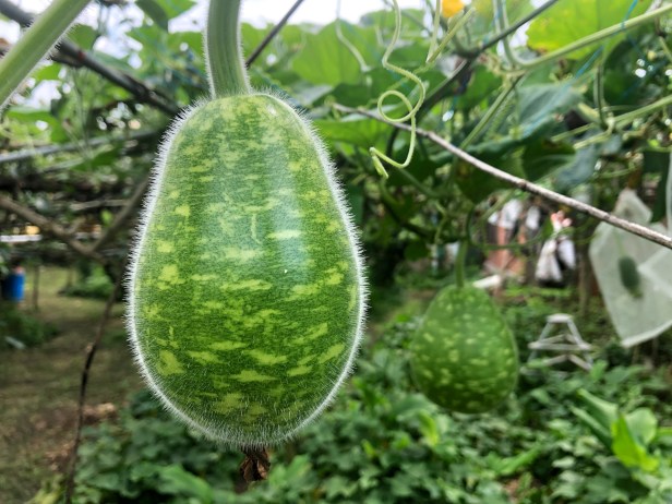 中科謝家高接梨2019-06-01 13.58.21