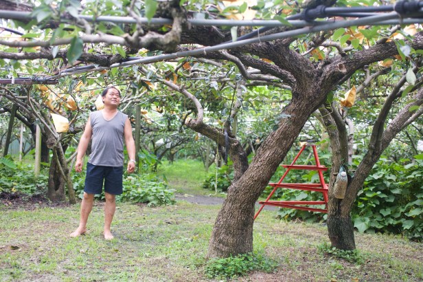 中科謝家高接梨YI6L0005