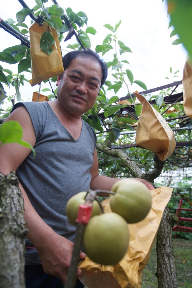 中科謝家高接梨YI6L0028