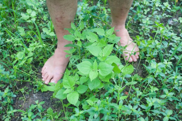 中科謝家高接梨YI6L0058