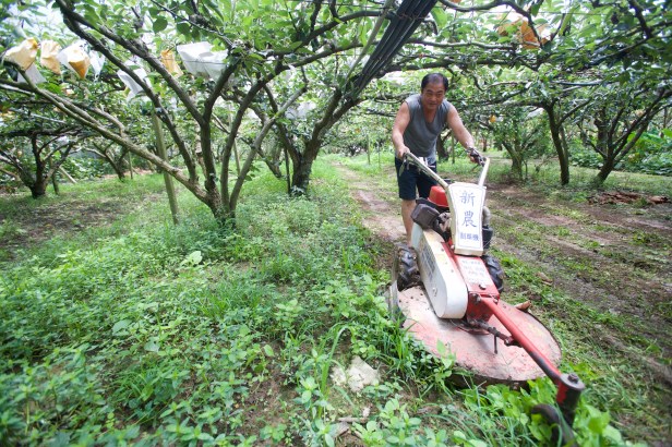 中科謝家高接梨YI6L0130