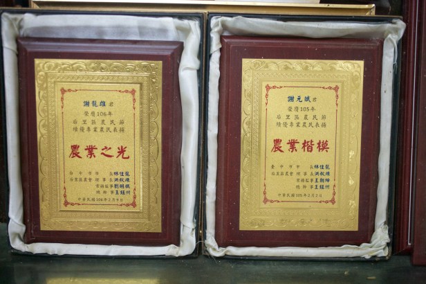 中科謝家高接梨YI6L0152