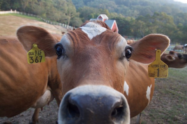 秋行軍蟲飛牛牧場001