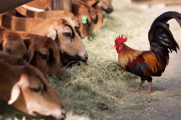 秋行軍蟲飛牛牧場003