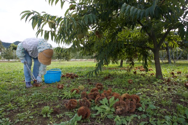 台灣特有的鹽炒栗子001
