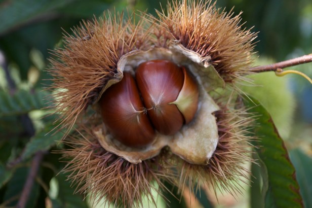 台灣特有的鹽炒栗子002