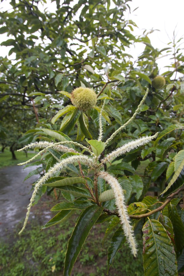 台灣特有的鹽炒栗子004