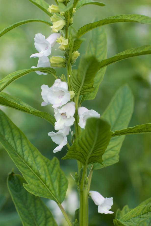 四叔公的人生三杯002