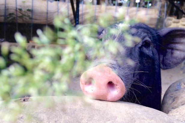 仙湖蜜蜂龍眼花002