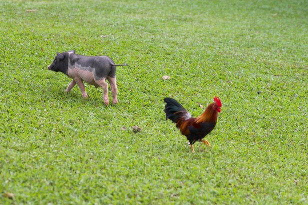 仙湖蜜蜂龍眼花007