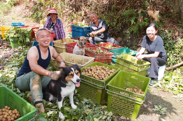 仙湖蜜蜂龍眼花008