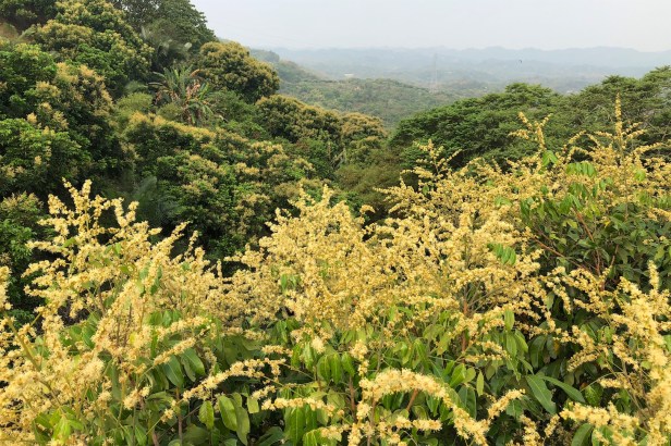 仙湖蜜蜂龍眼花009