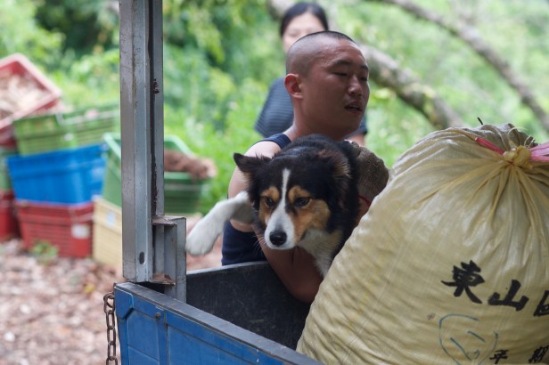 仙湖蜜蜂龍眼花010