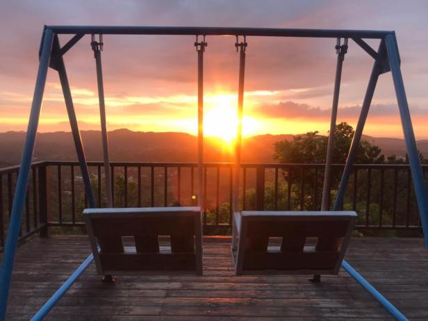 仙湖蜜蜂龍眼花012