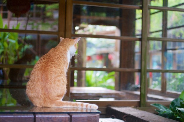 卓也小屋不差的花園007