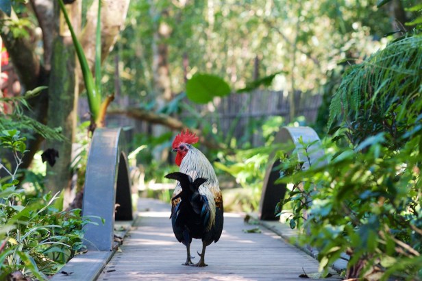 卓也小屋不差的花園008