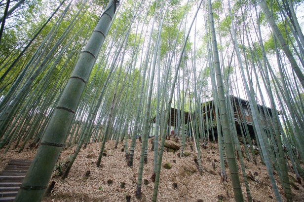 穿著毛衣的孟宗竹001